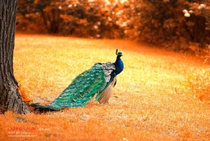 里昂闷平图卢兹，争冠形势岌岌可危